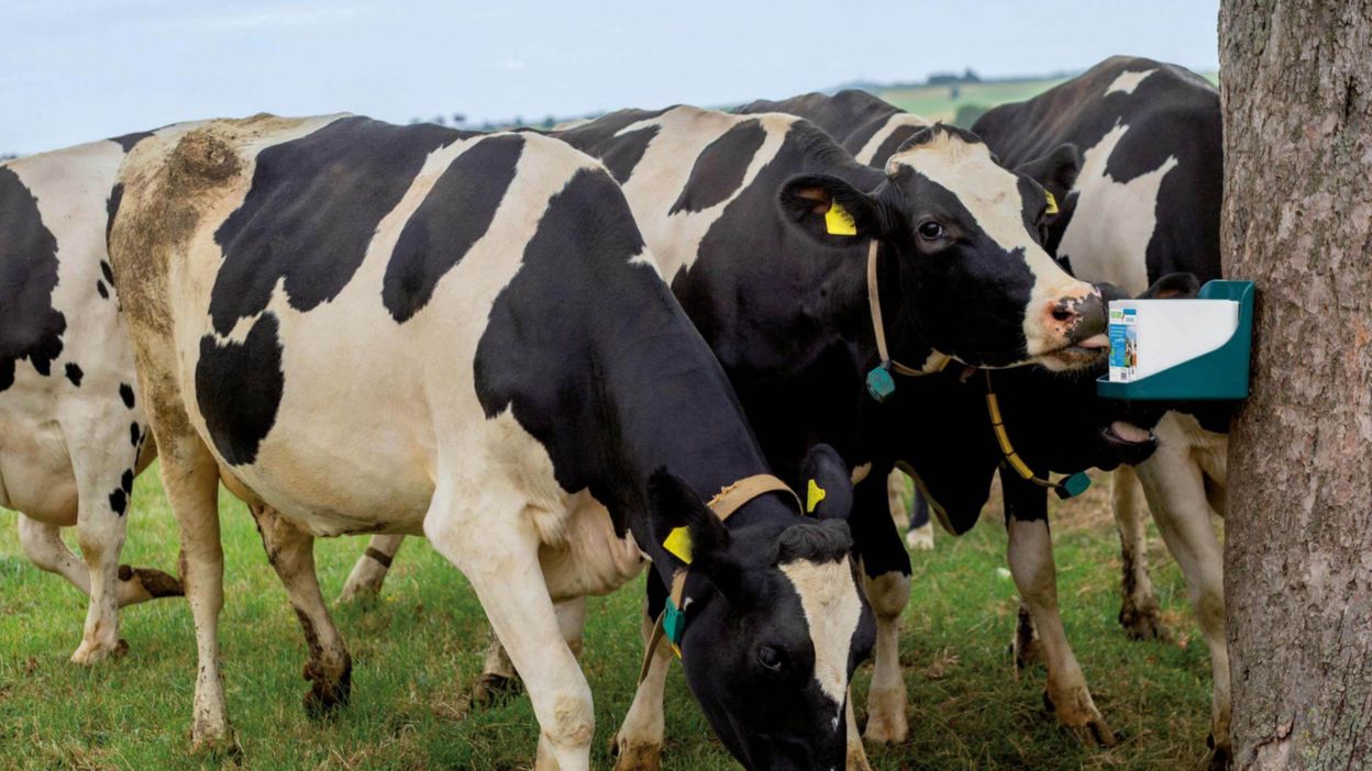 Zwei Kühe die auf einer Weide stehen und an einem Leckstein lecken, der an einem Baum befestigt ist.